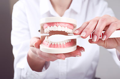 A woman in a white shirt is holding a model human mouth with teeth, displaying it to the viewer.